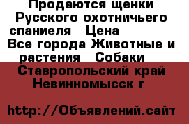 Продаются щенки Русского охотничьего спаниеля › Цена ­ 25 000 - Все города Животные и растения » Собаки   . Ставропольский край,Невинномысск г.